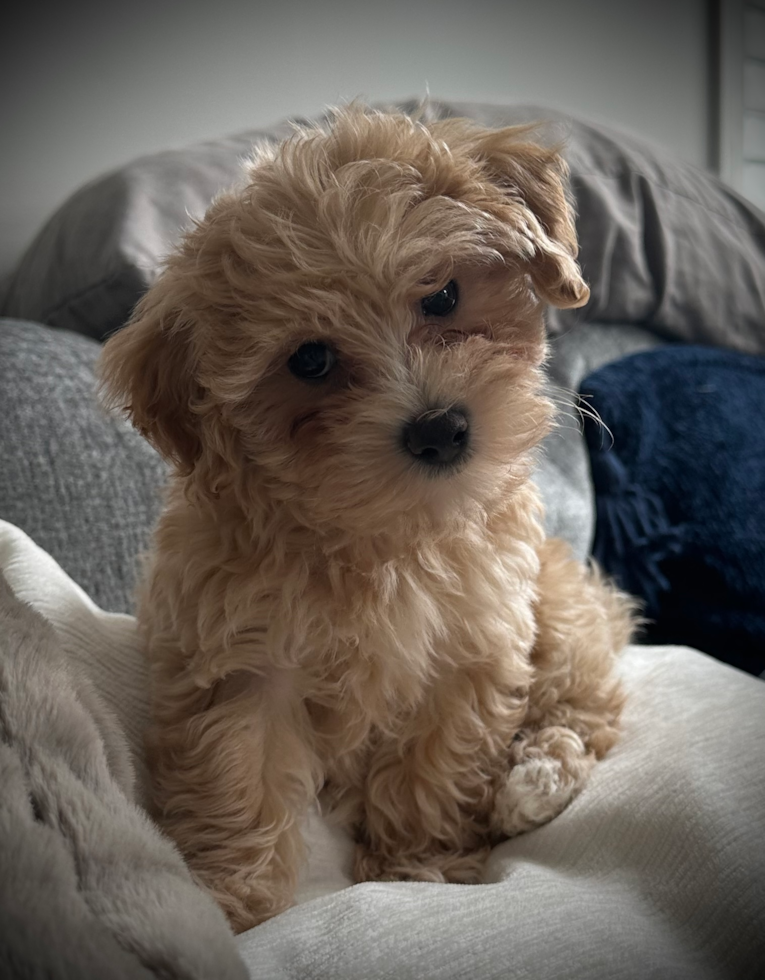 Petite Maltipoo Poodle Mix Pup