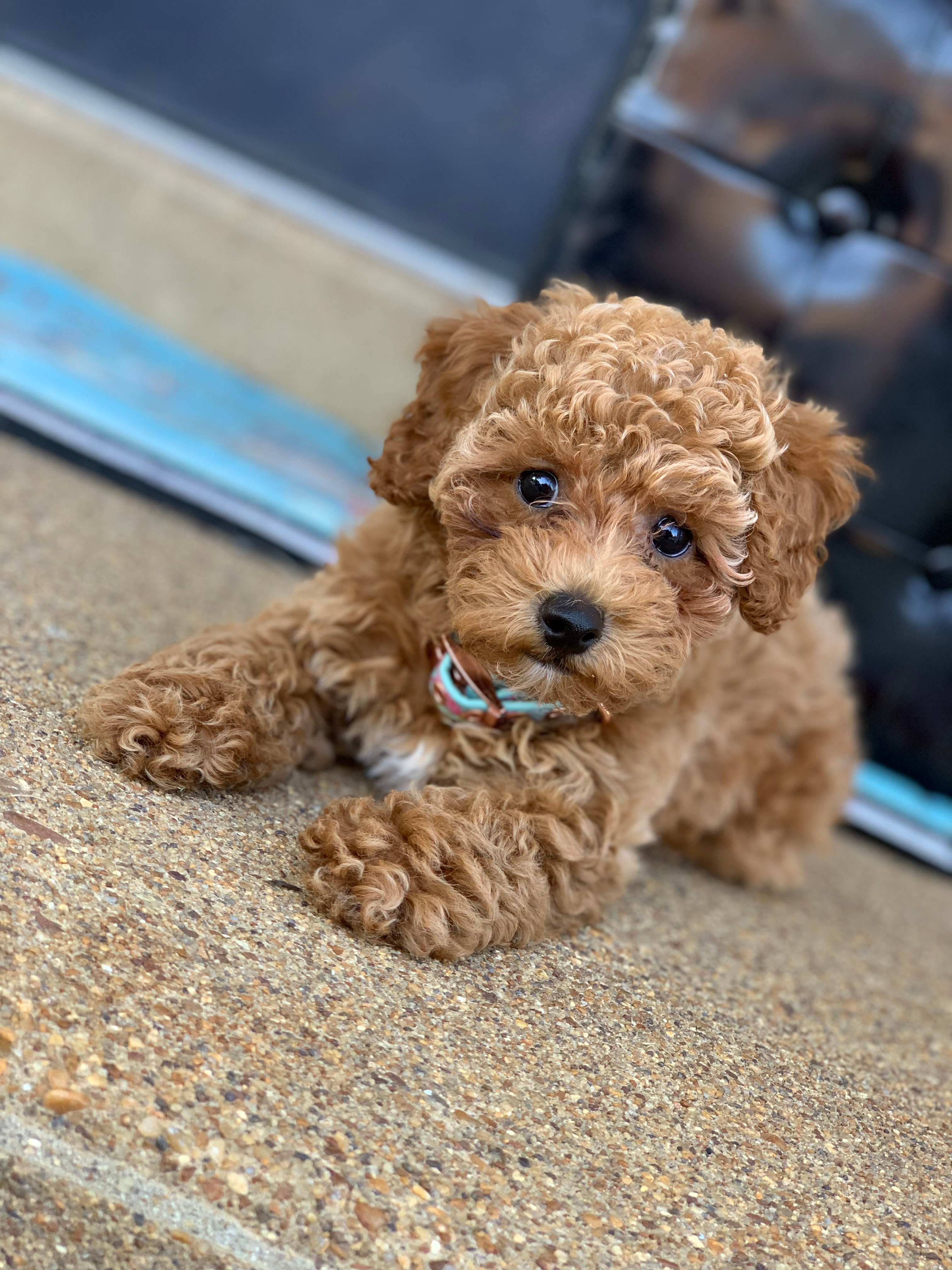 Best Poodle Baby