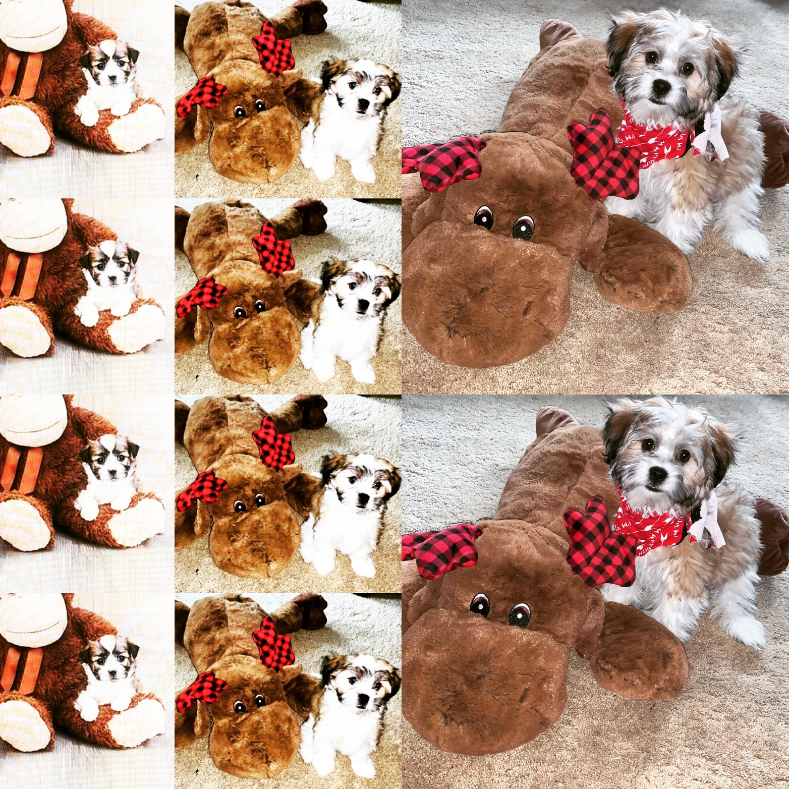 Hypoallergenic Shi Chon Designer Puppy