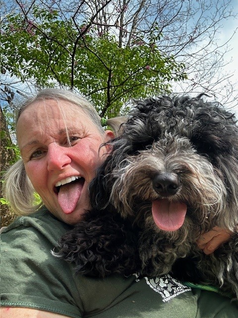 Mini Portidoodle Puppy for Adoption
