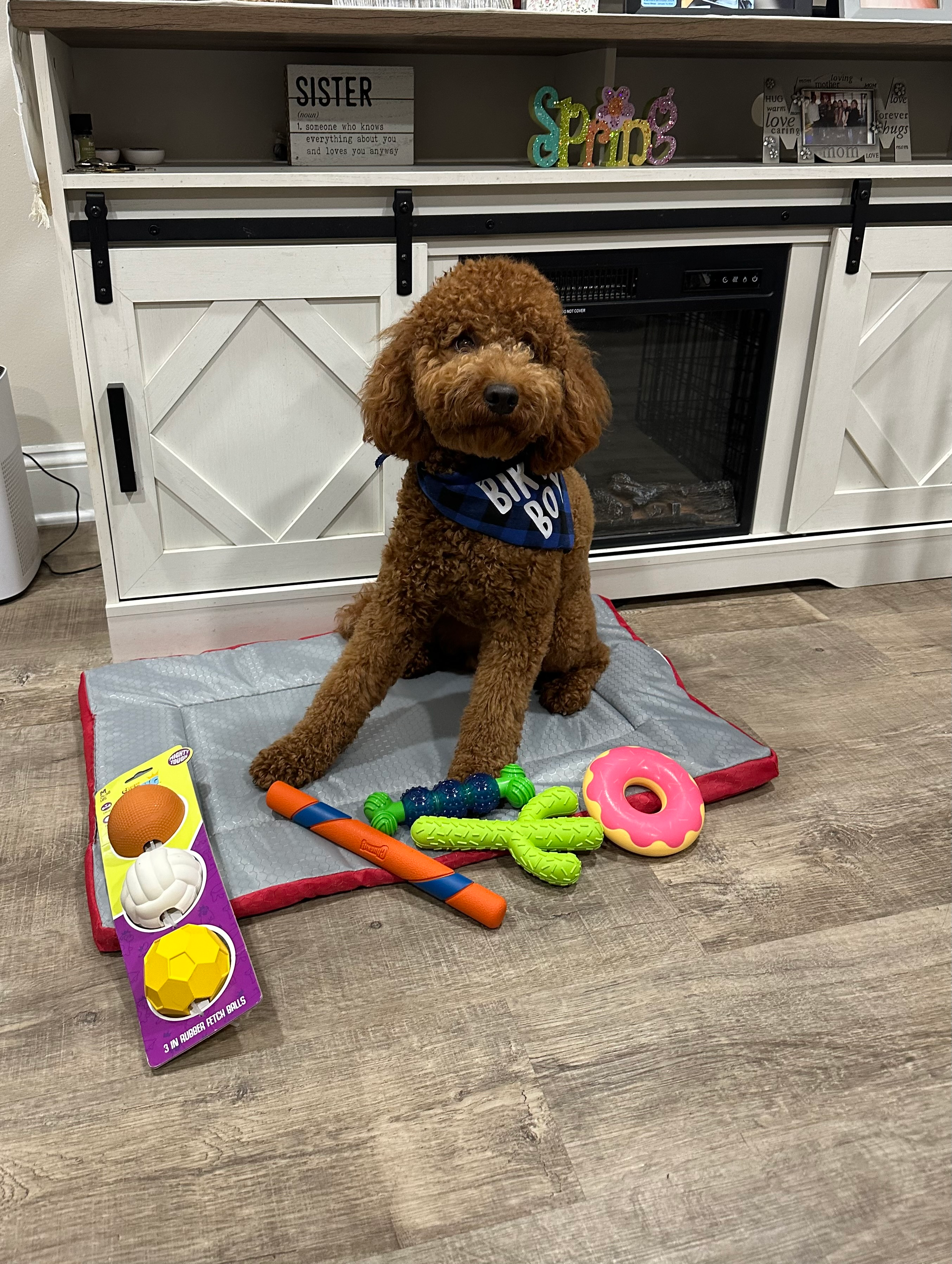 Hypoallergenic Golden Retriever Poodle Mix Puppy