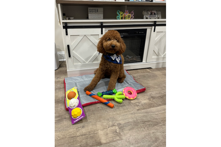 Hypoallergenic Golden Retriever Poodle Mix Puppy