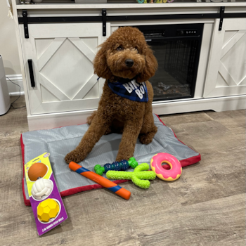 Adorable Golden Retriever Poodle Mix Pup