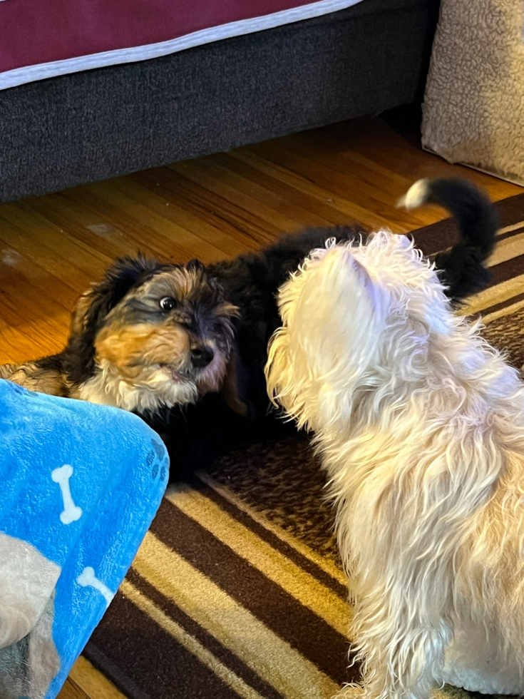 Mini Bernedoodle Being Cute