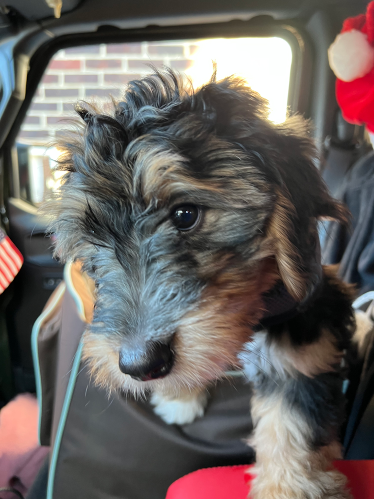 Adorable Bernadoodle Poodle Mix Pup