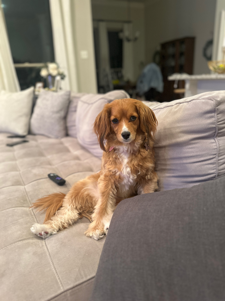 Small Cavapoo Pup in