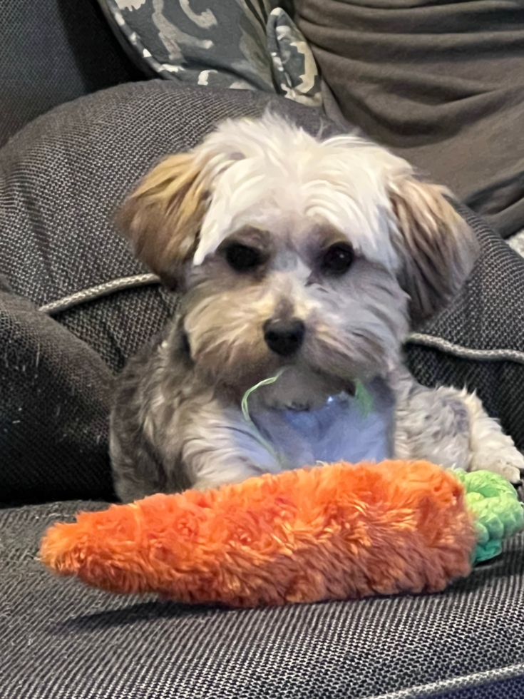 Popular Morkie Designer Pup