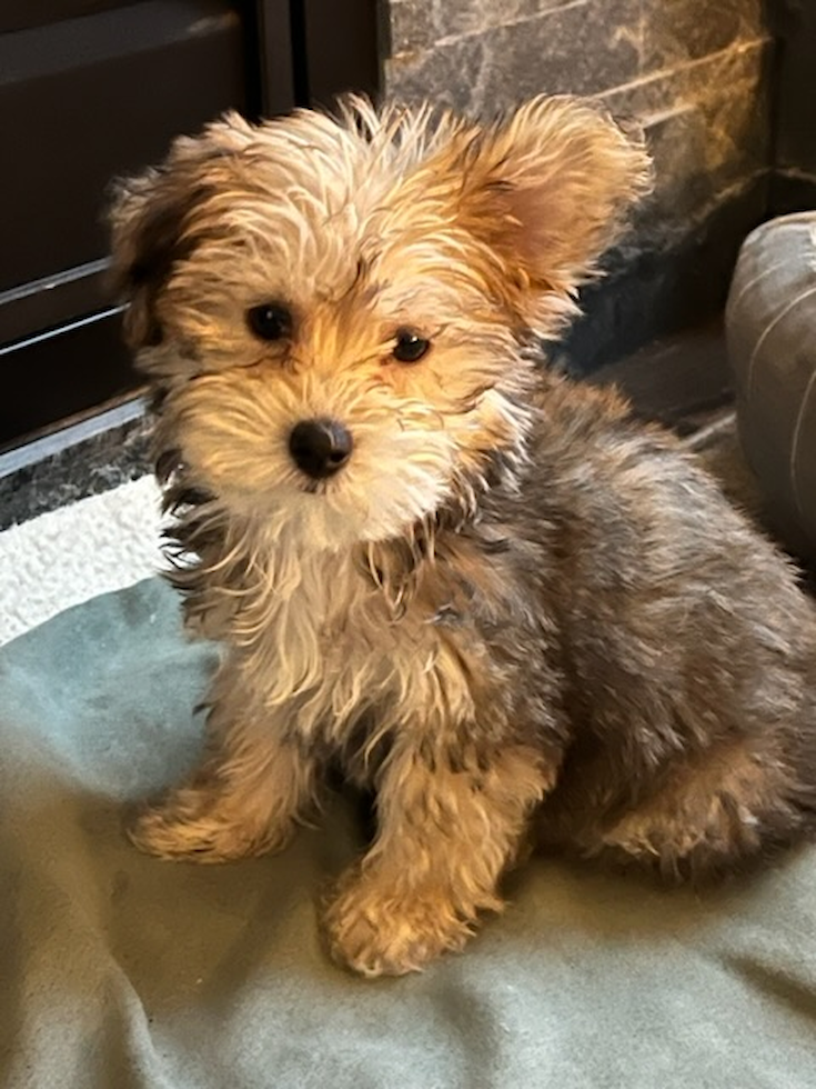 Yorkie Chon Being Cute
