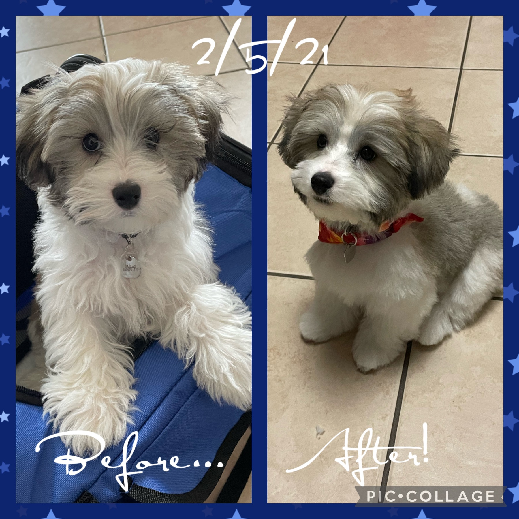 Hypoallergenic Havanese Poodle Mix Puppy