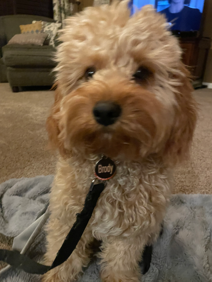 Small Cavapoo Pup in