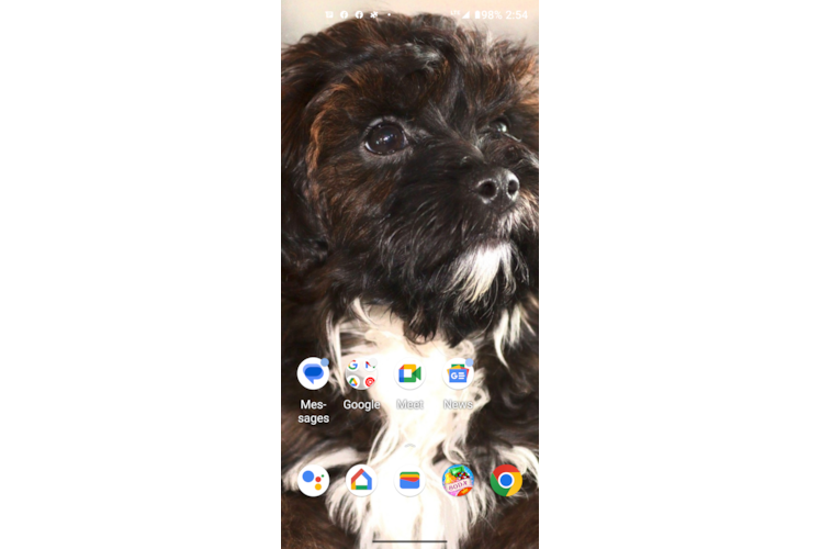 Energetic Shih Poo Poodle Mix Puppy