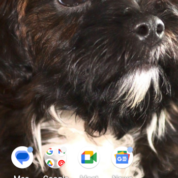 Playful Shihpoo Poodle Mix Pup