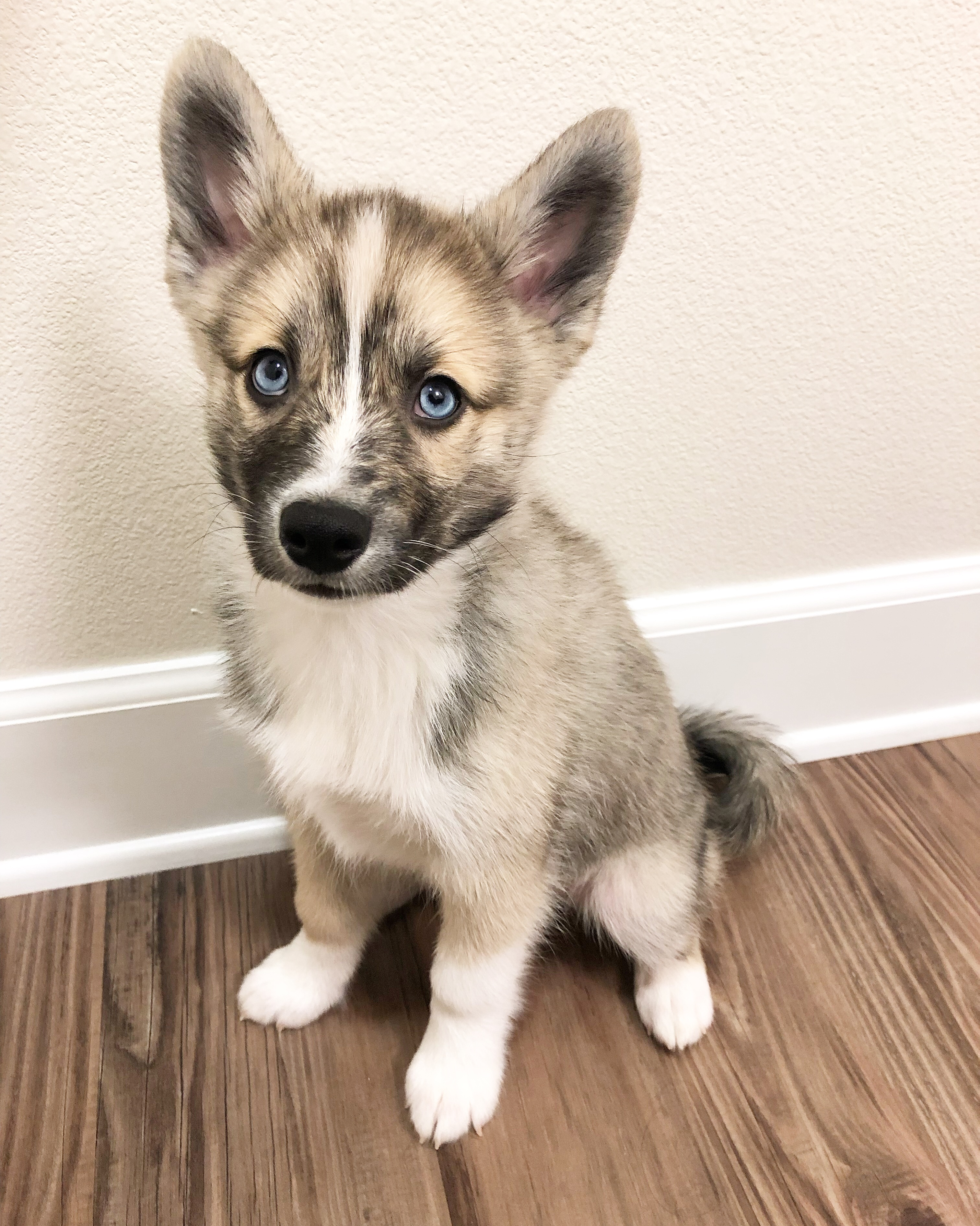 Hypoallergenic Mini Husky Designer Puppy