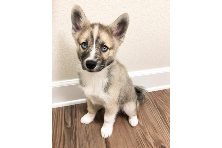 Hypoallergenic Mini Husky Designer Puppy