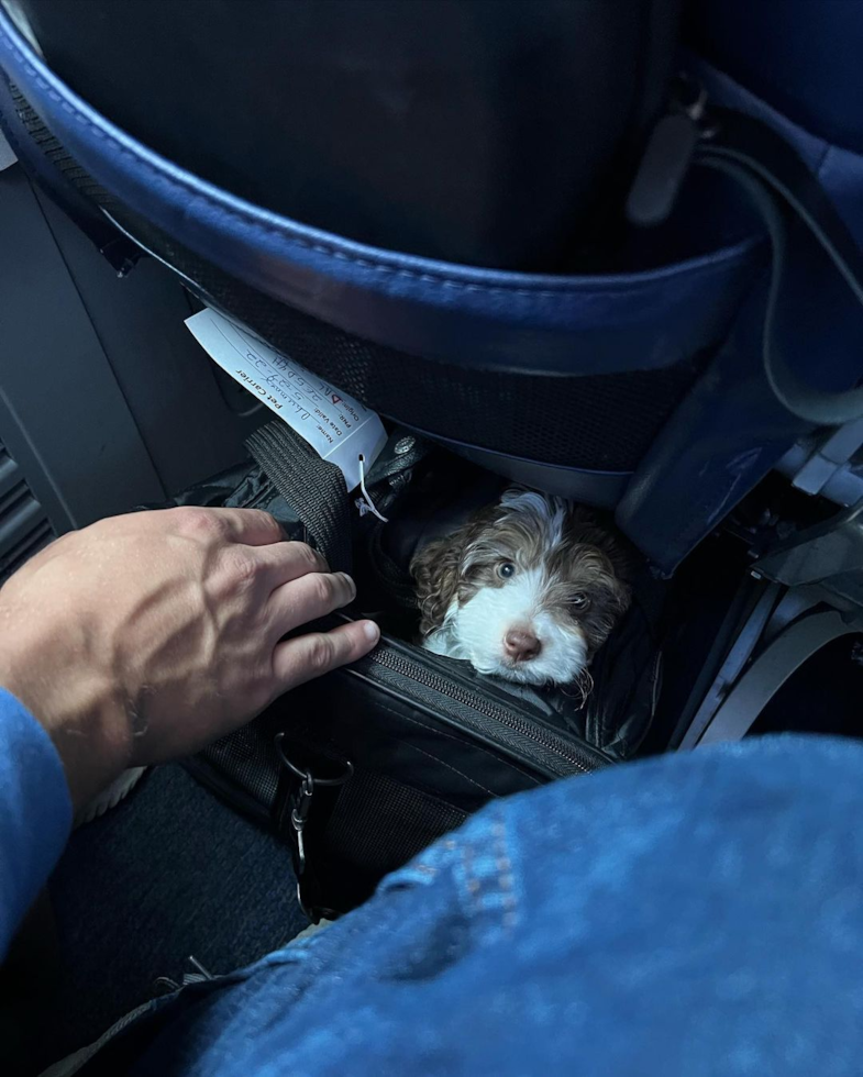 Mini Aussiedoodle Being Cute