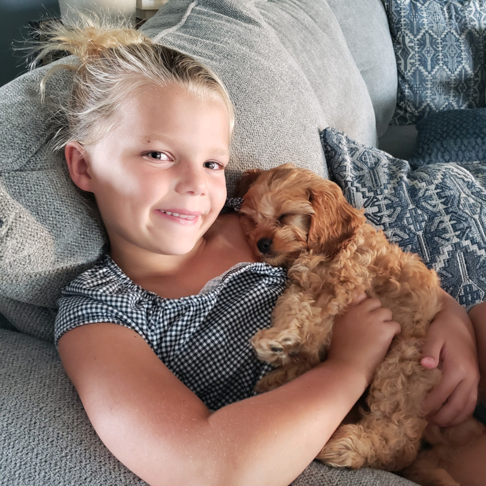 Small Cavapoo Pup in Millbury OH