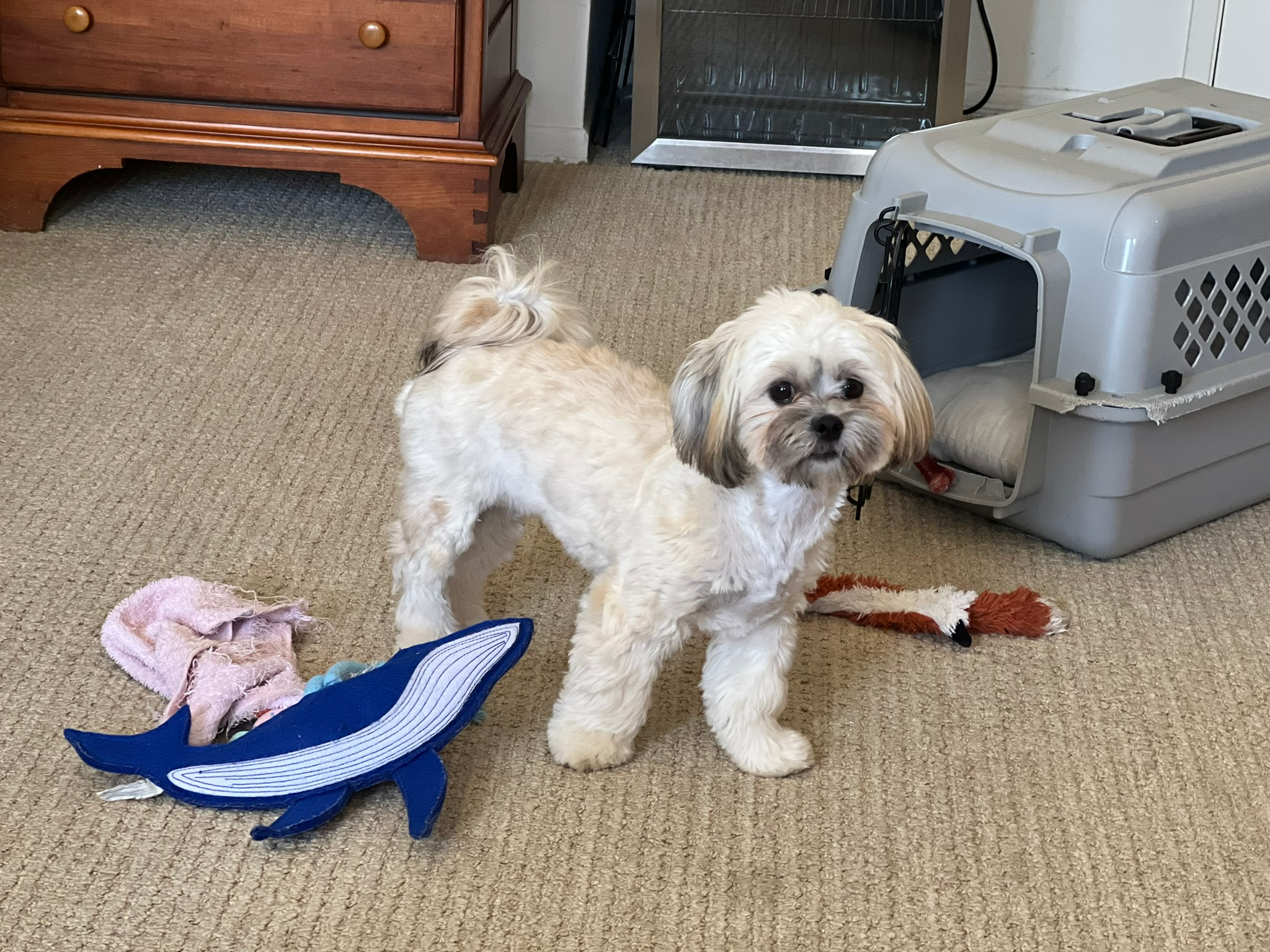 Energetic Shichon Designer Puppy