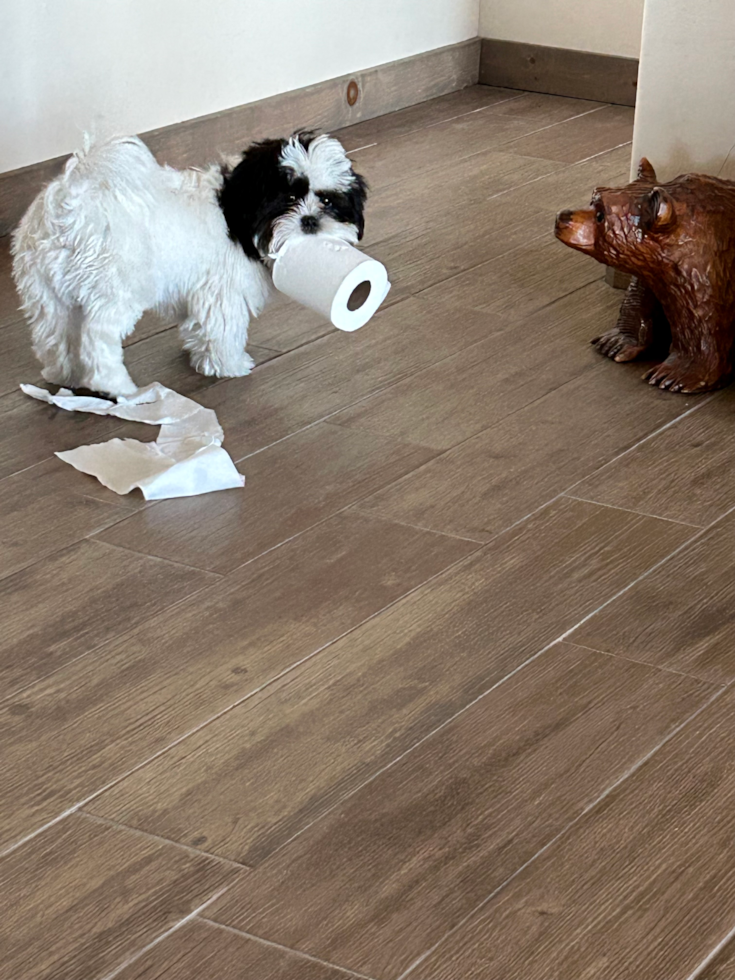 Playful Shit Designer Pup