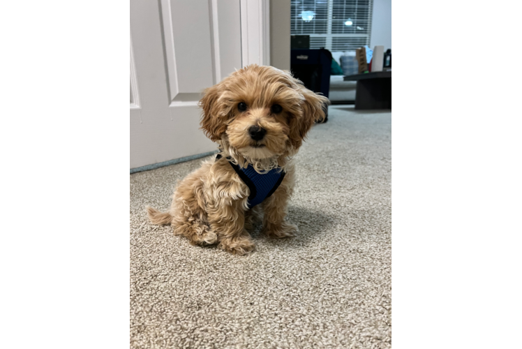 Adorable Maltese Poodle Poodle Mix Puppy
