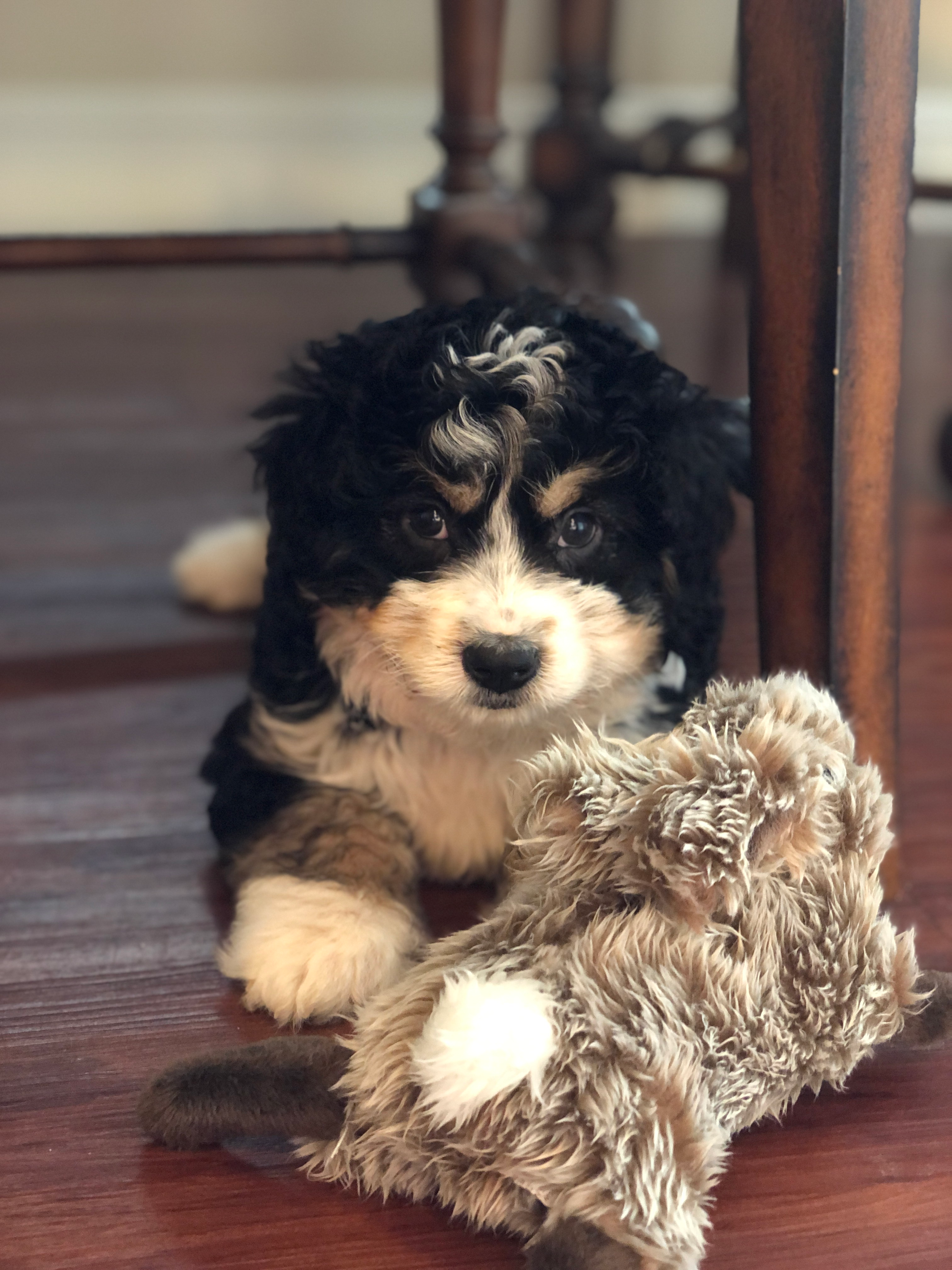 Best Mini Bernedoodle Baby