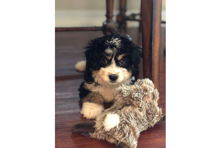 Best Mini Bernedoodle Baby