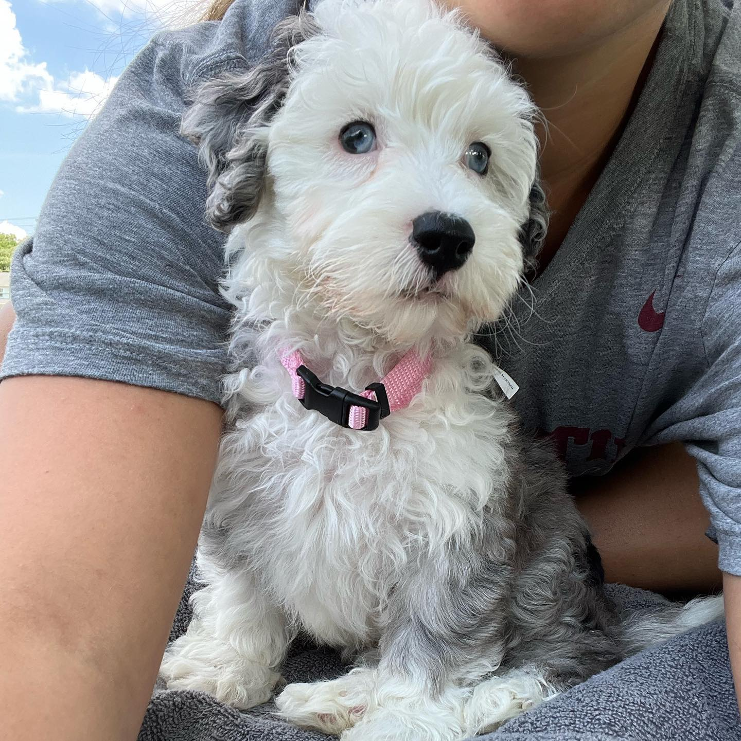 Friendly Mini Sheepadoodle Baby