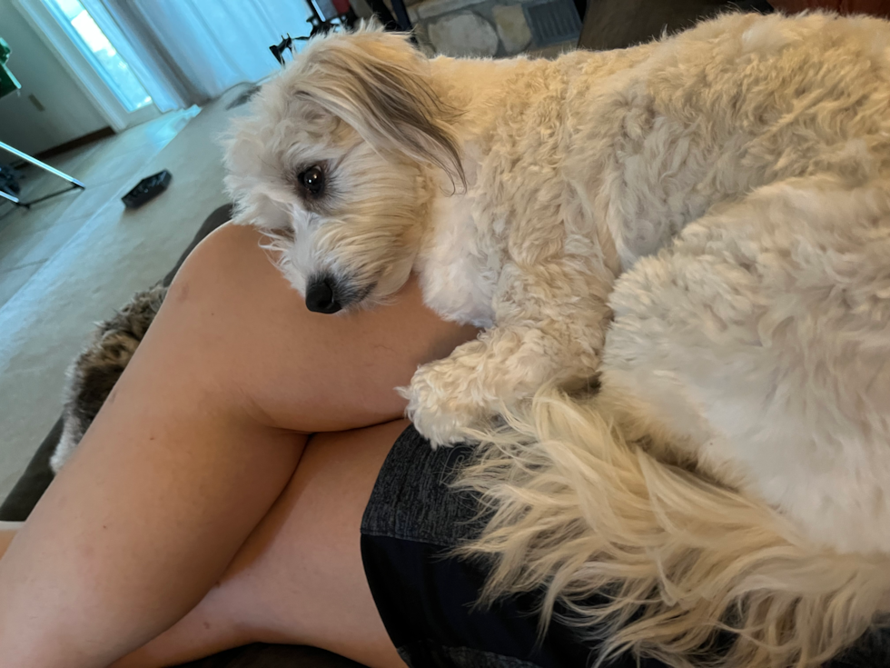 Little Aussie Bichon Designer Pup