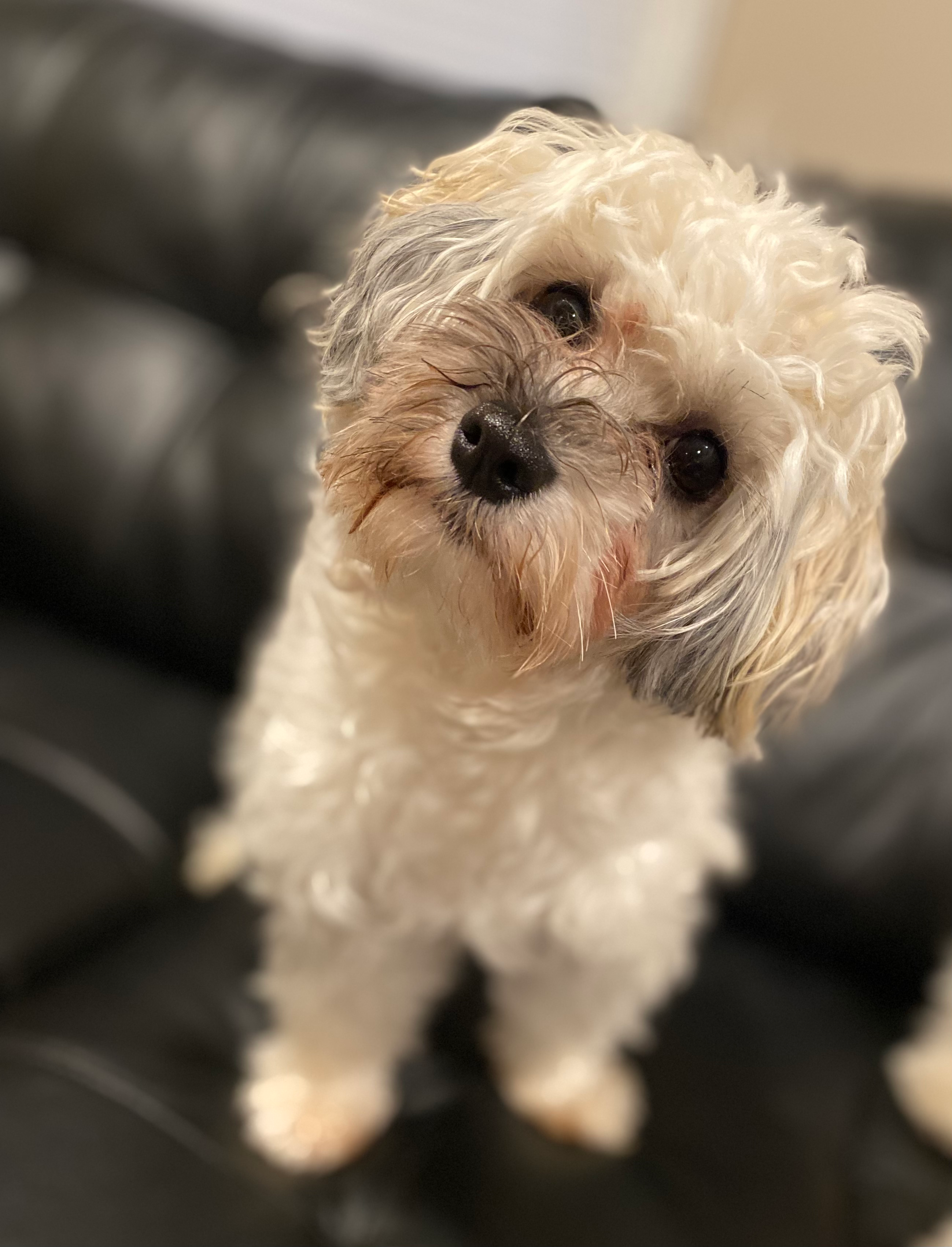 Havanese Pup Being Cute