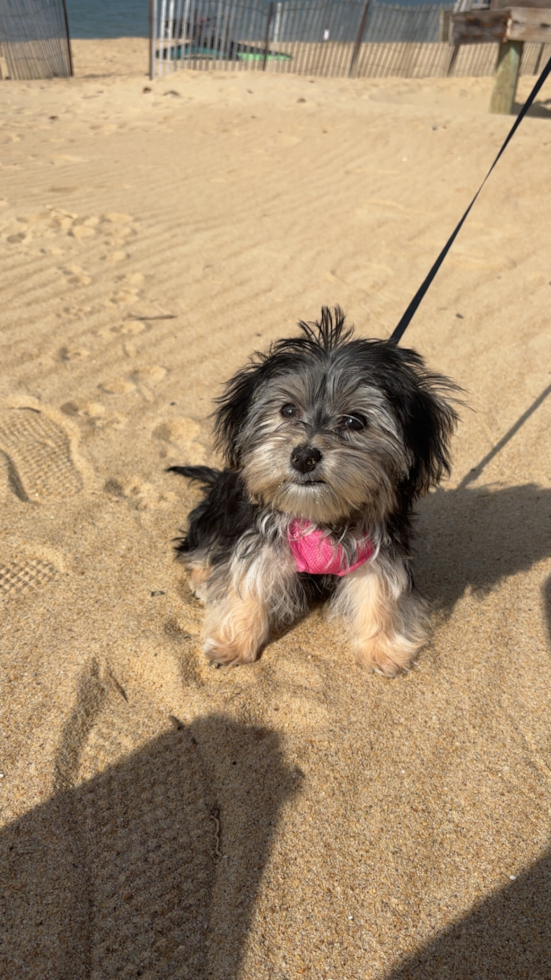 Popular Morkie Designer Pup