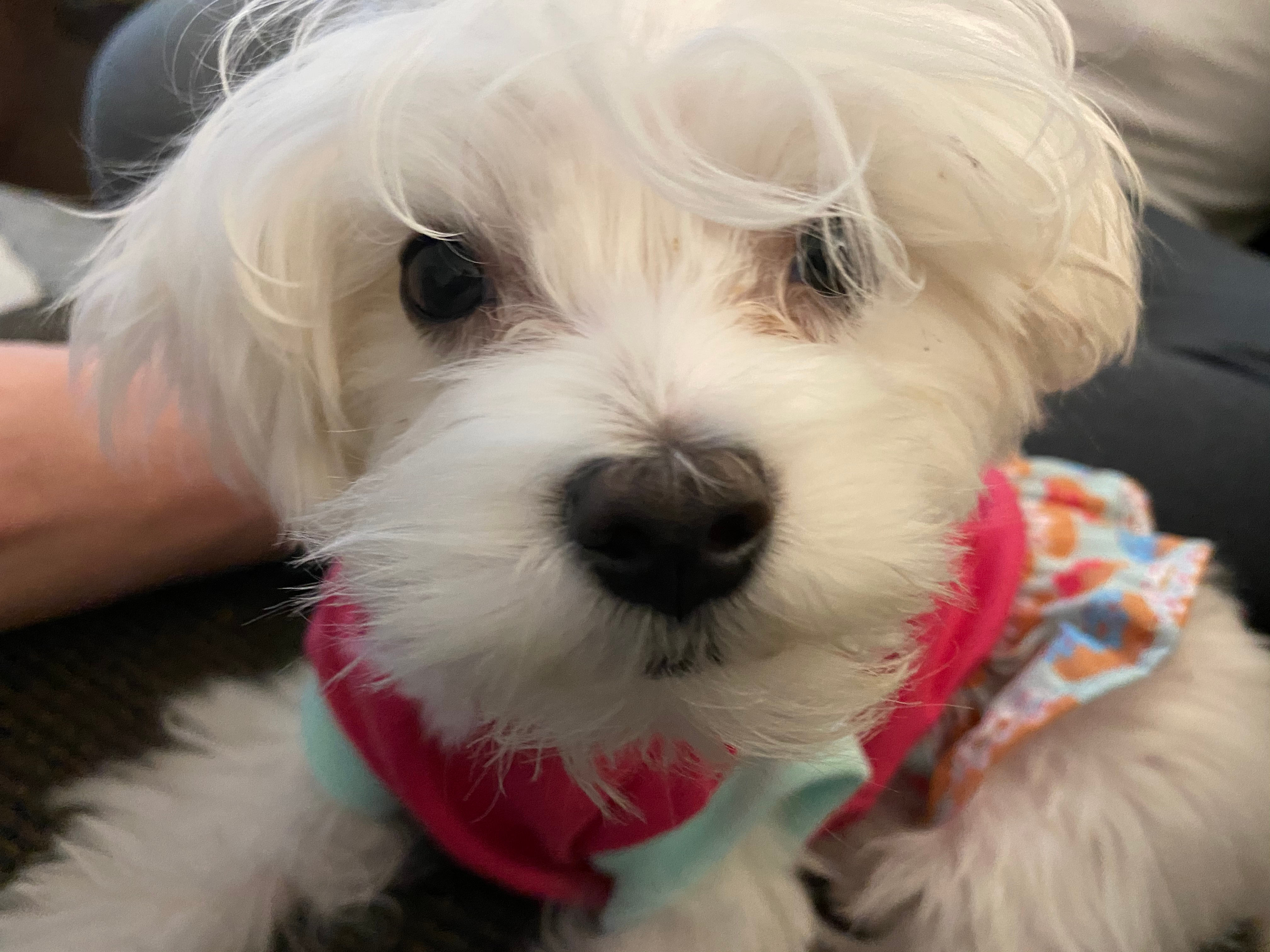 Maltese Puppy for Adoption