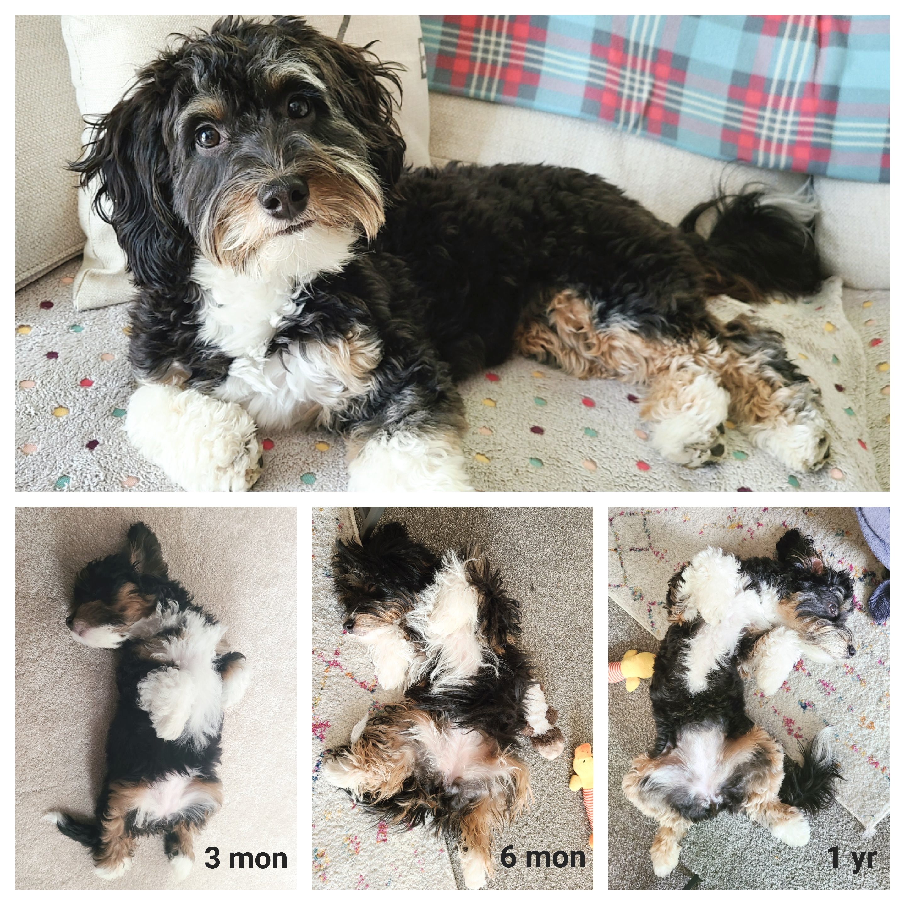 Mini Bernedoodle Pup Being Cute
