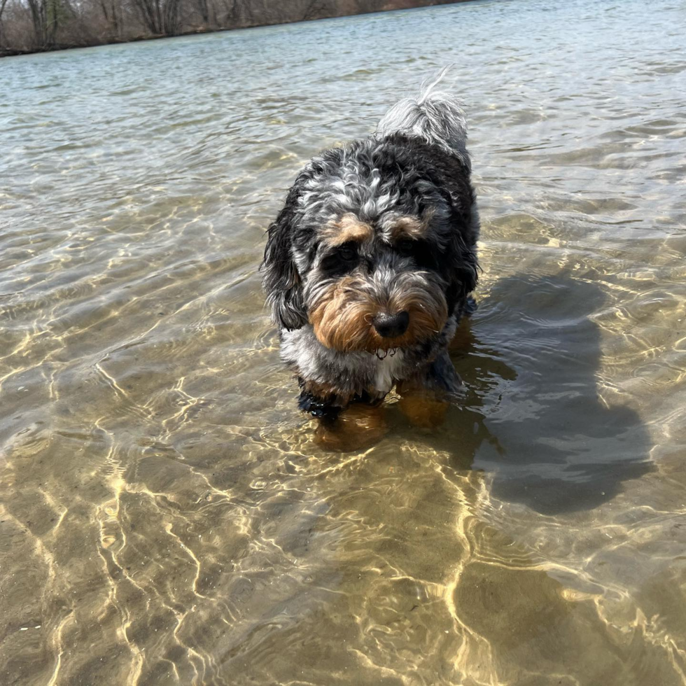 Cute Mini Bernedoodle Pup in Wayland MI