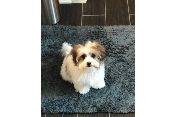 Sweet Havanese Purebred Puppy