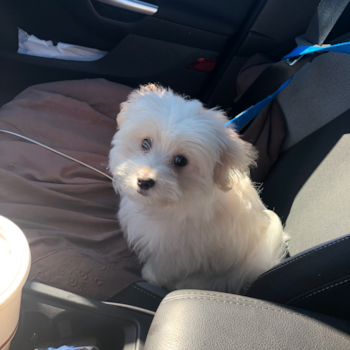 Small Maltipom Pup