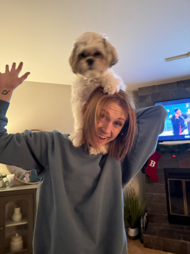 Cute Teddy Bear Pup in