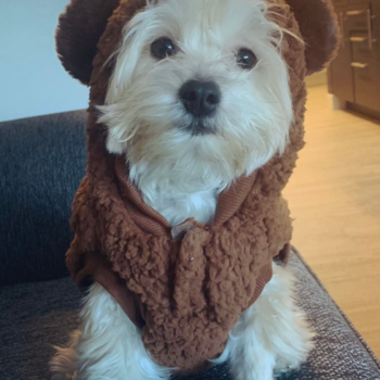 Hypoallergenic Yorkie Bichon Designer Pup