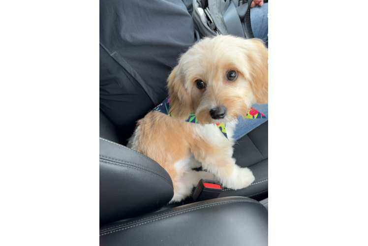Cavachon Pup Being Cute