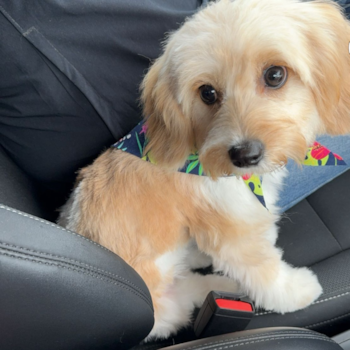 Adorable Cavalier Designer Pup