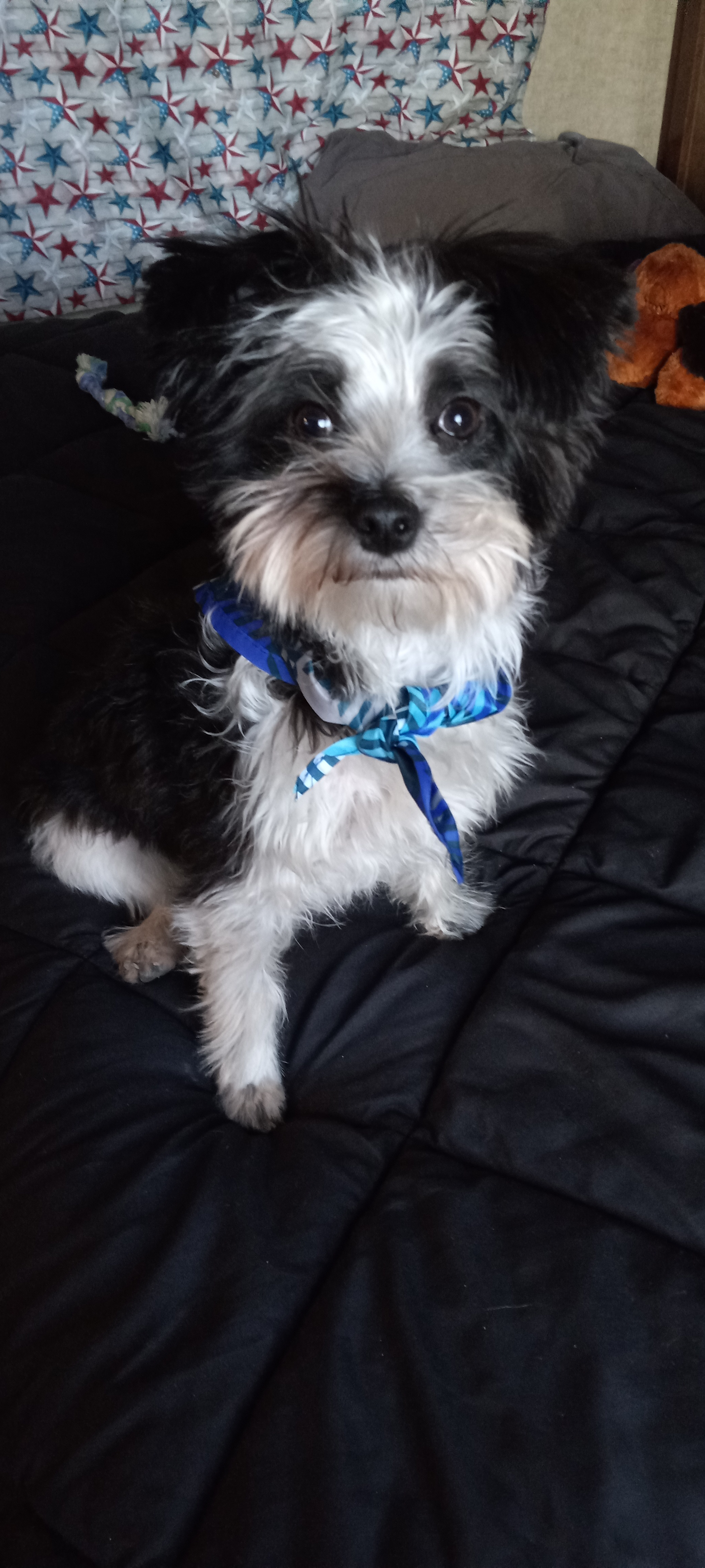 Best Morkie Baby