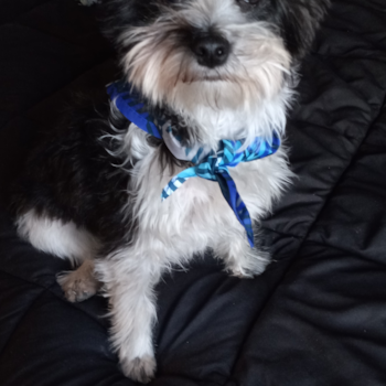 Adorable Yorkie Designer Pup