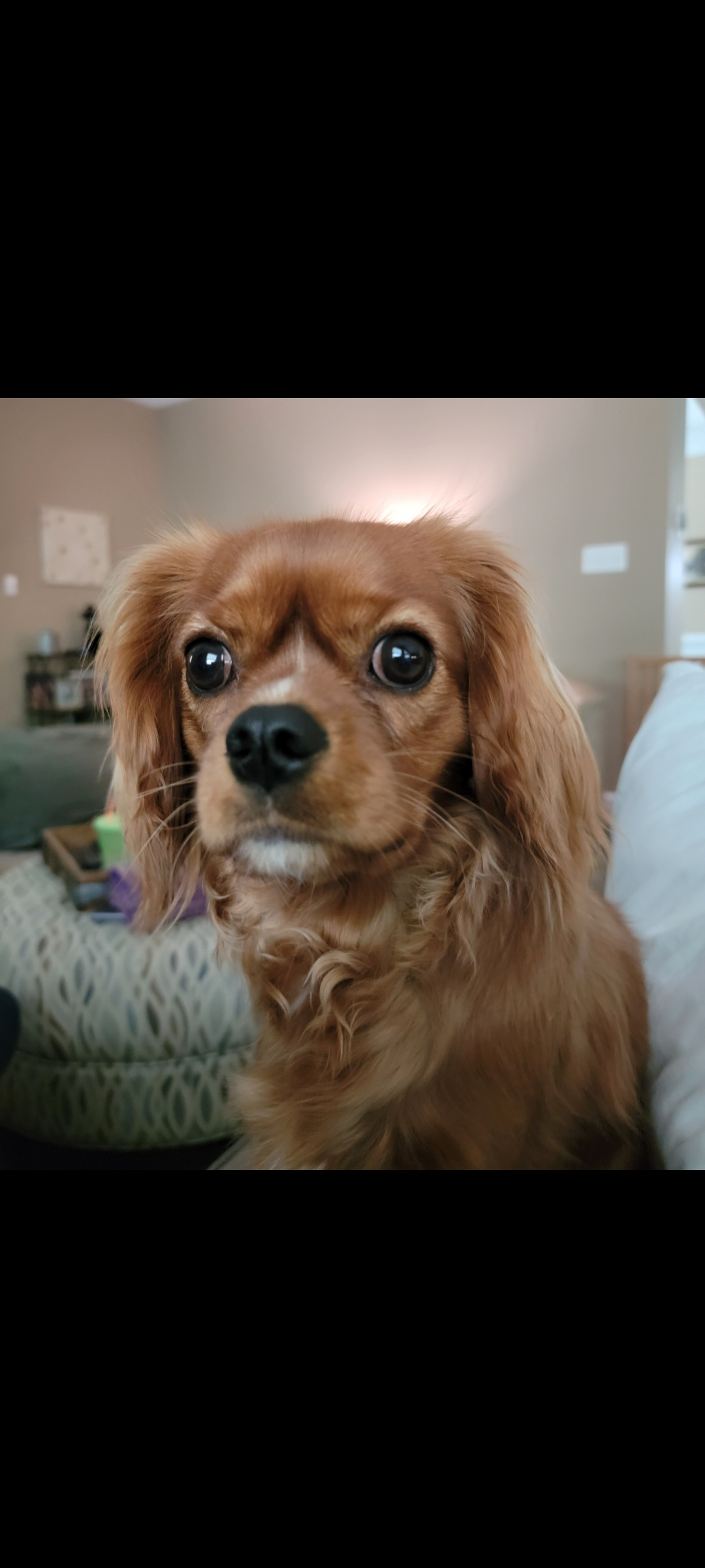 Cavalier King Charles Spaniel Pup Being Cute
