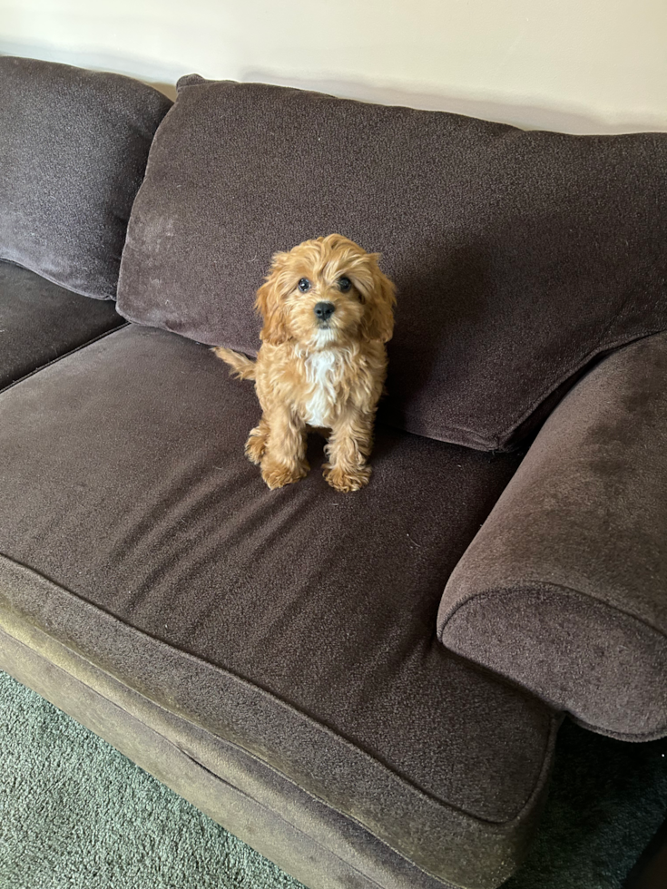 Small Cavapoo Pup in