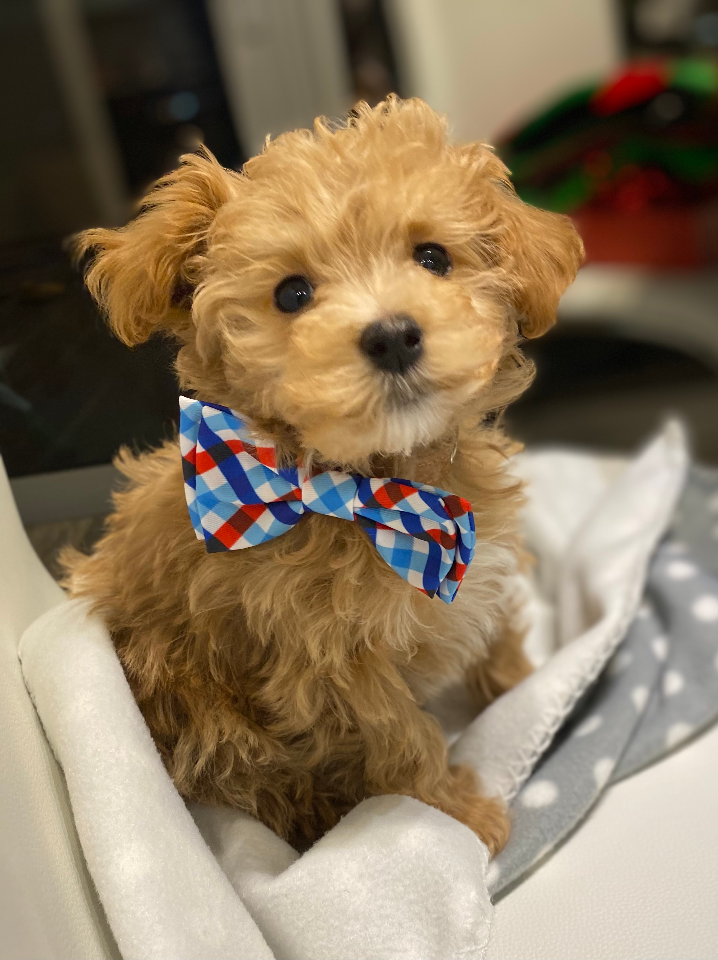 Maltipoo Pup Being Cute