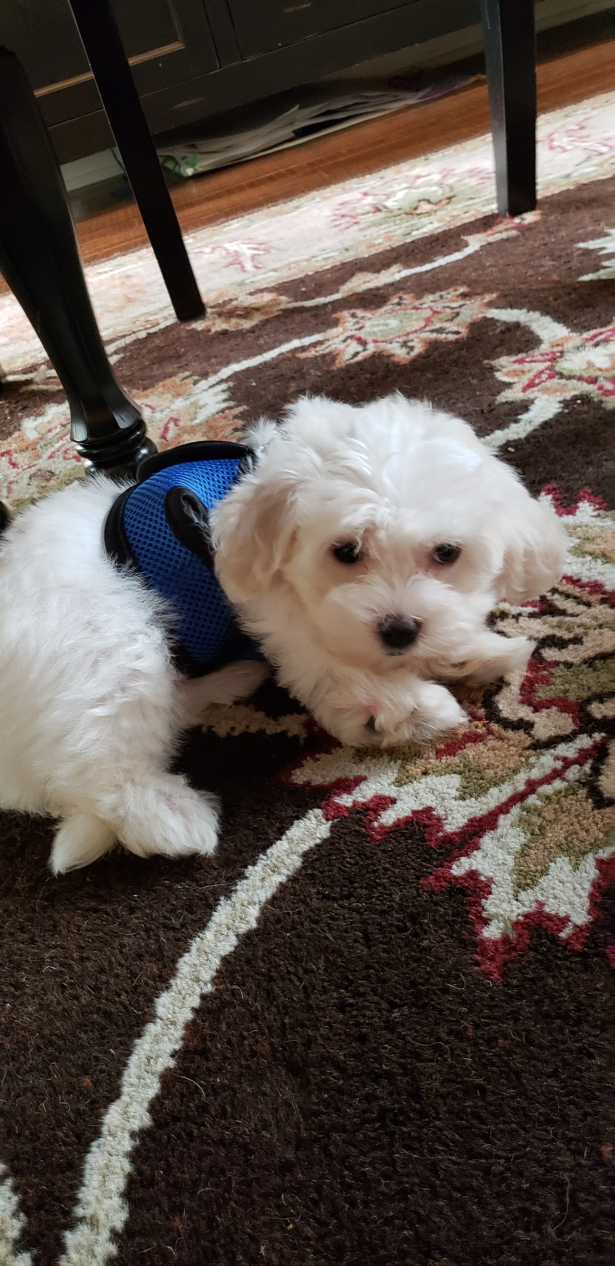 Small Havanese Baby