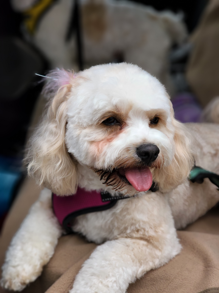 Smart Cavachon Designer Pup