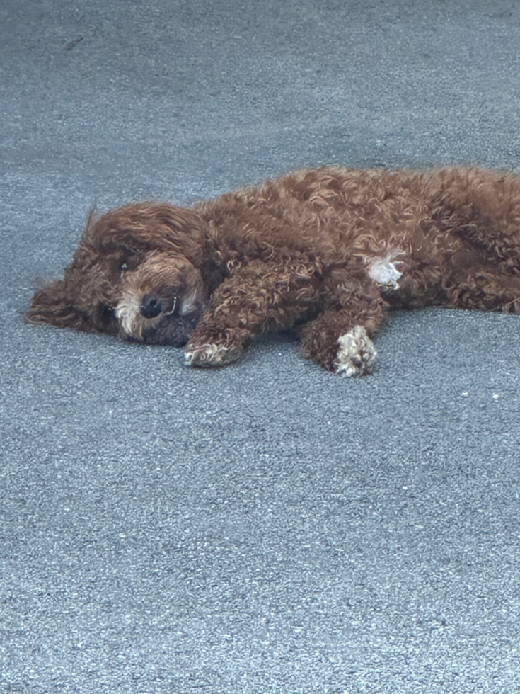 Mini Irish Doodle Pup