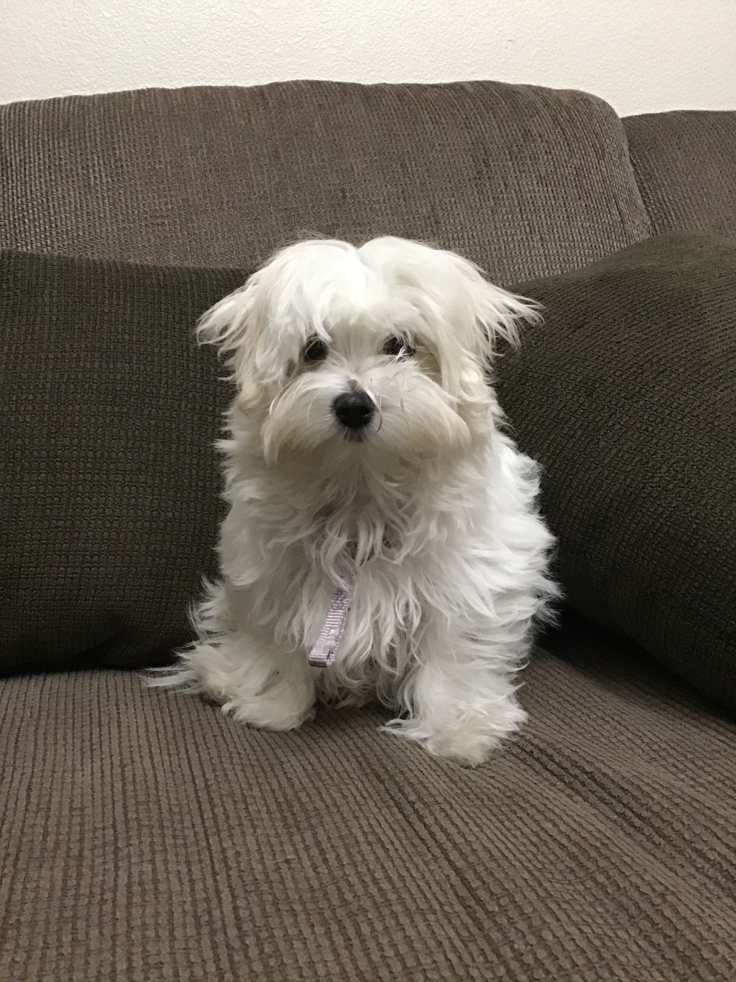 Best Maltese Baby