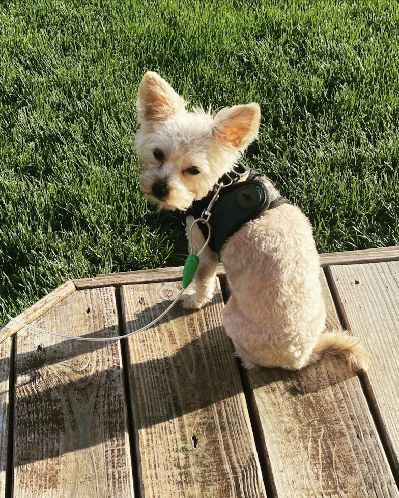 Sweet Yorkie Chon Pup