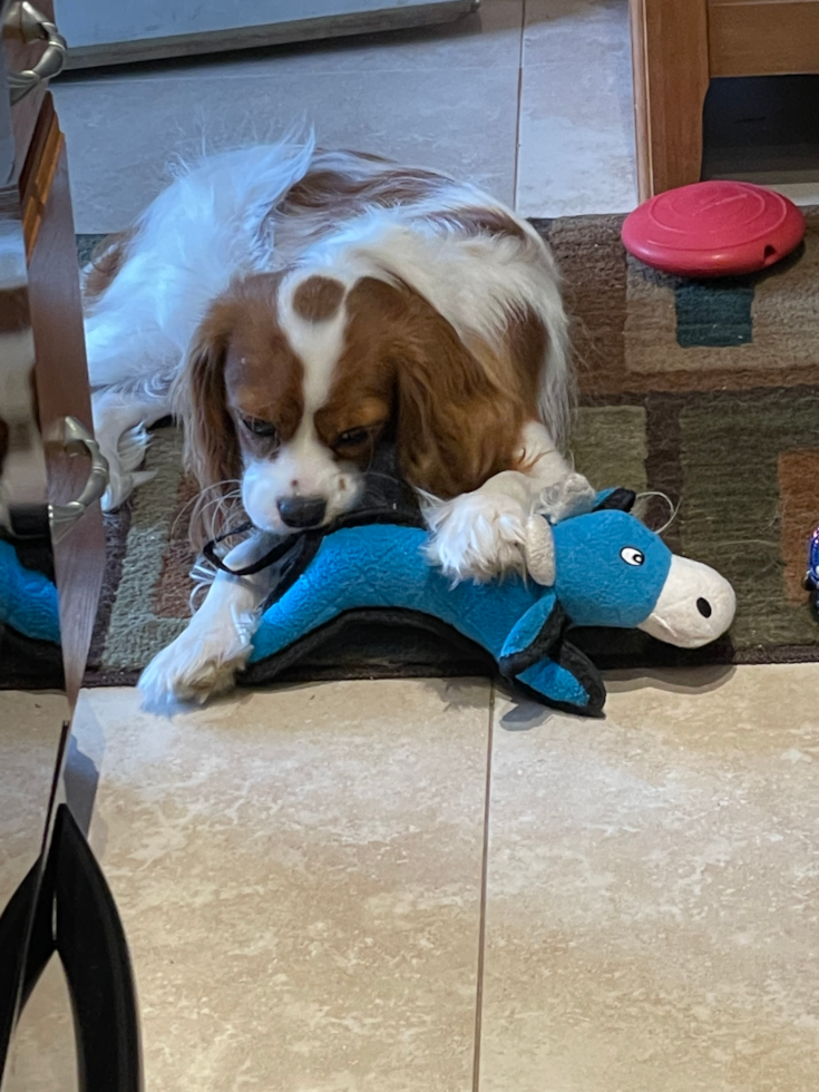 Happy Cavalier King Charles Spaniel Pup in Staten Island NY