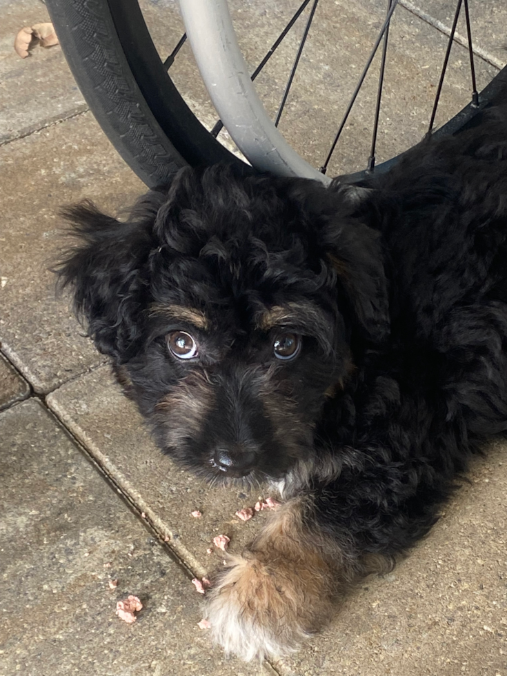 Mini Aussiedoodle Being Cute